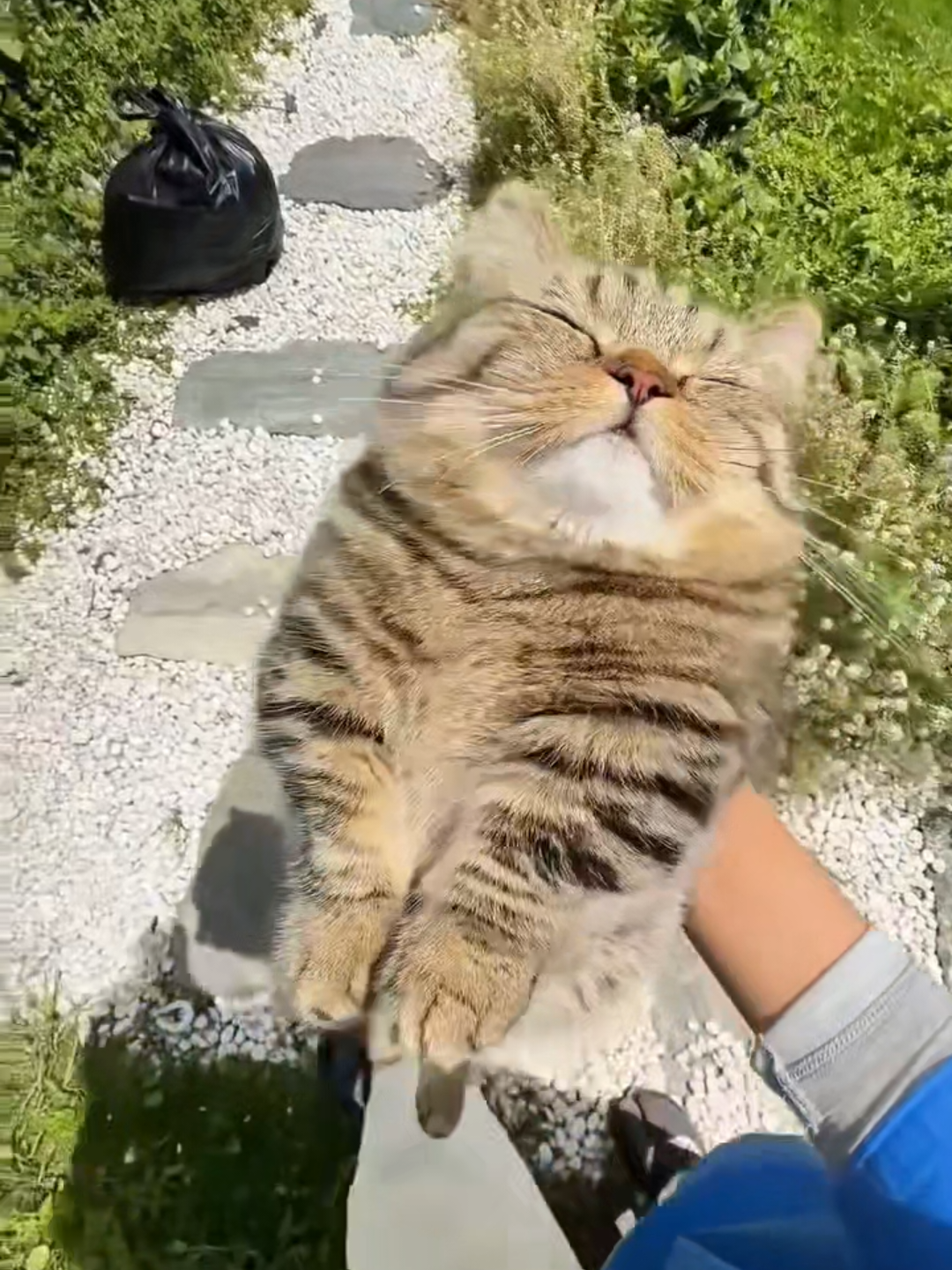 @Chonky World Of Cats