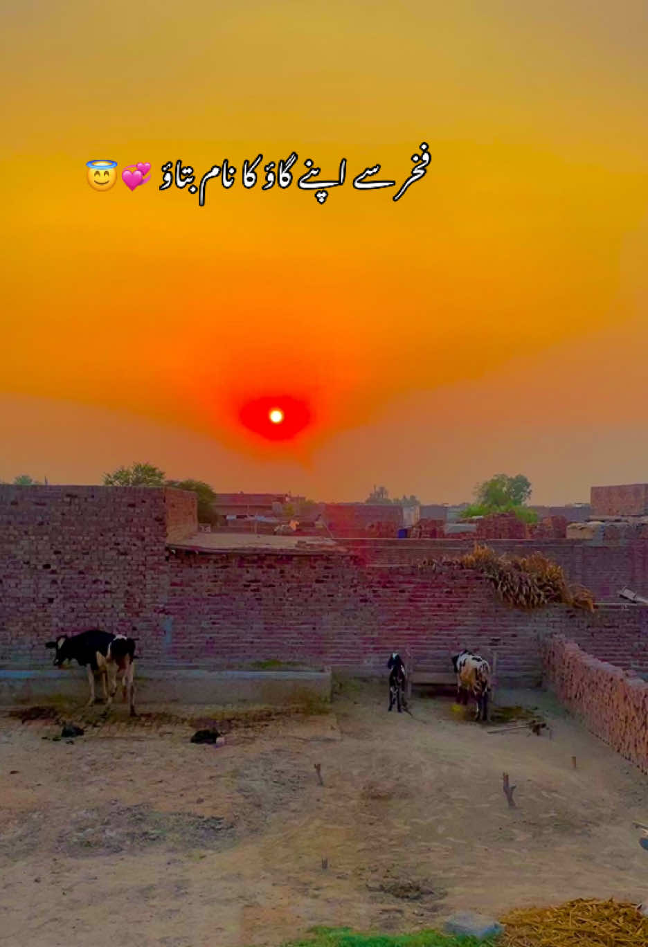 @😎اویس راجپوت🕊️❤️🔥