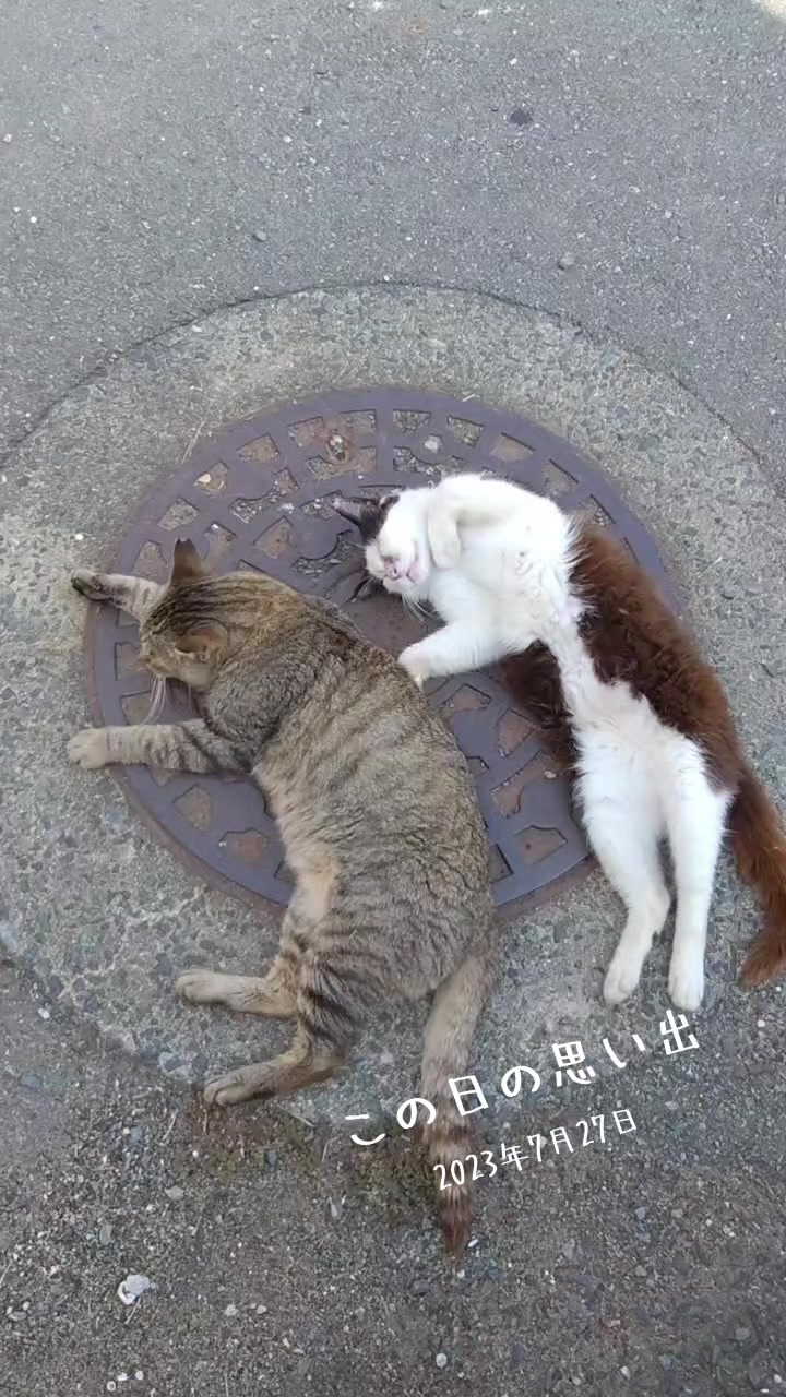 @猫写真家 森永健一