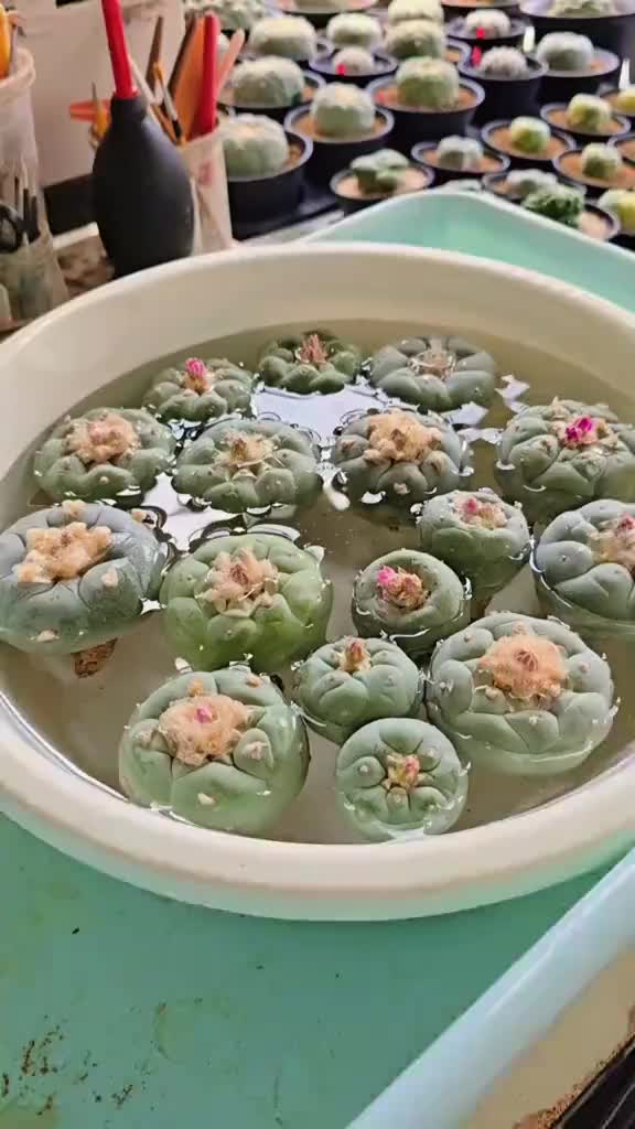 @Mycelia Peyote cacti