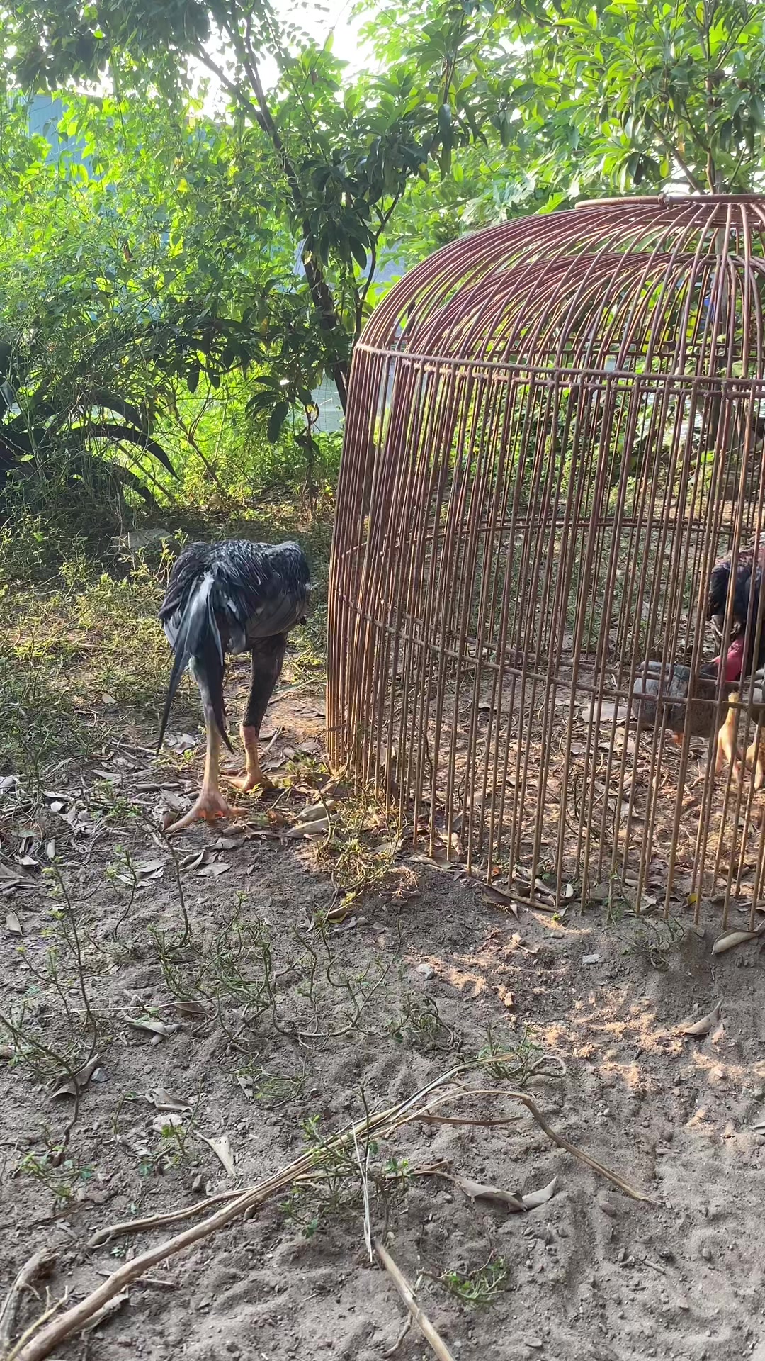 @Trại Gà A Hổ