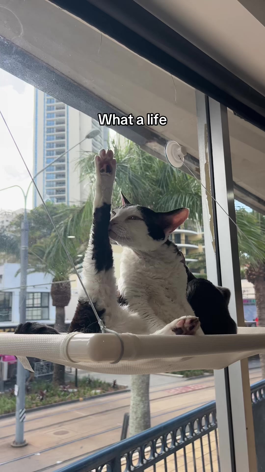 @crazycatcafe