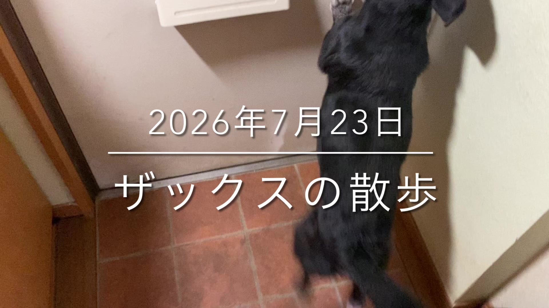 @sakihaman