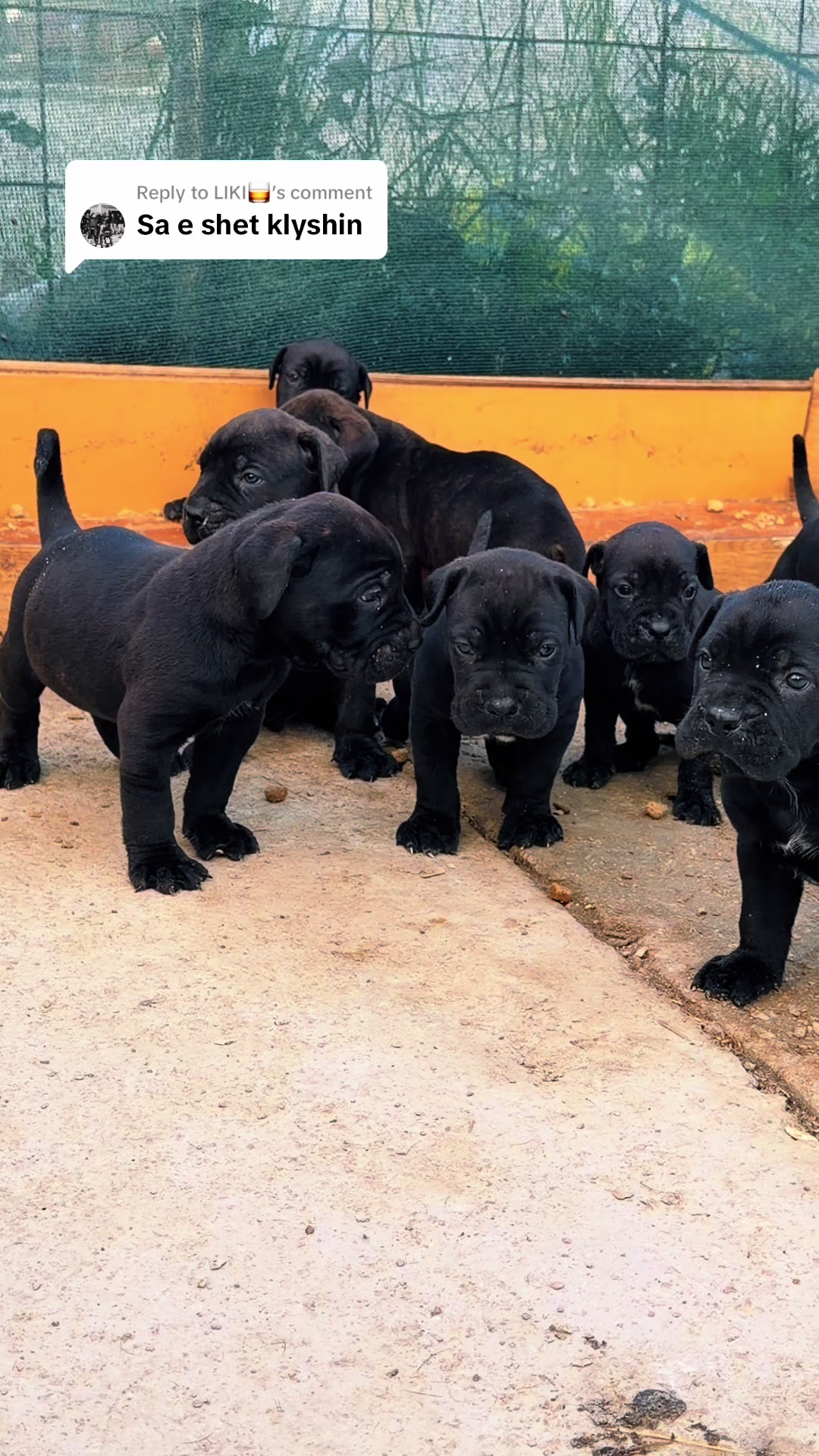 @NeroCaneCorsoKennel