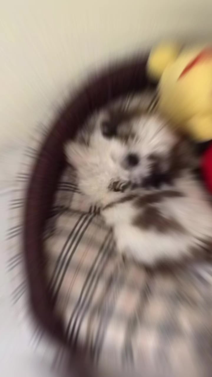 @Saitoon