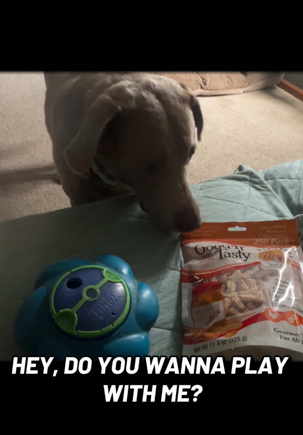 @Misty&rsquo;s🐾Dog Mom