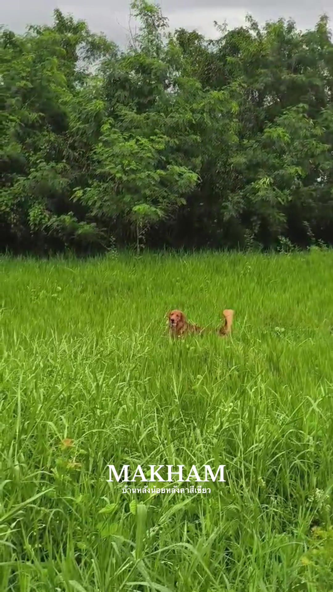 @บ้านหลังน้อยหลังคาสีเขียว