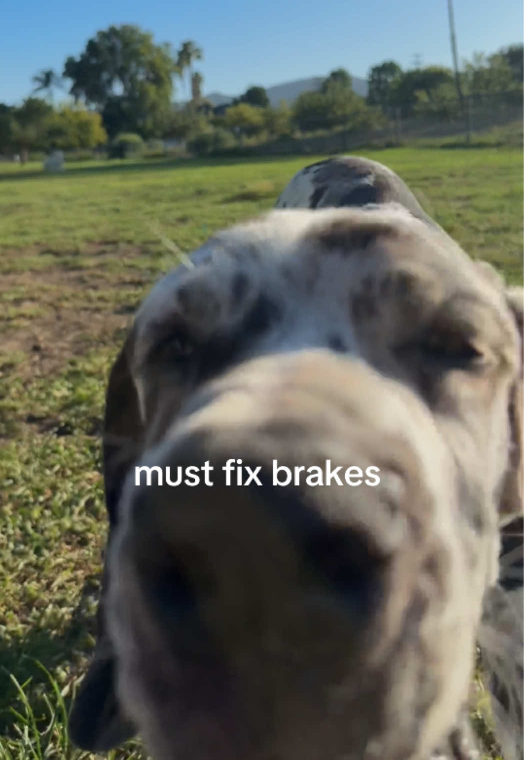 @Milo + Mo