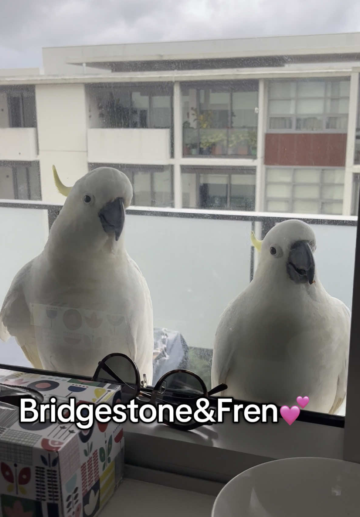 @aussie.cockatoo