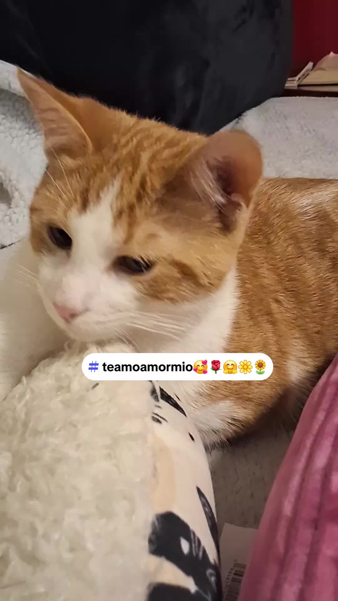 @Mamagatera20