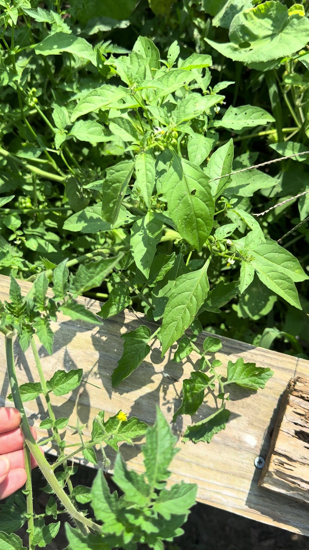 @SaraRNAtHappyFunMicroOrchard