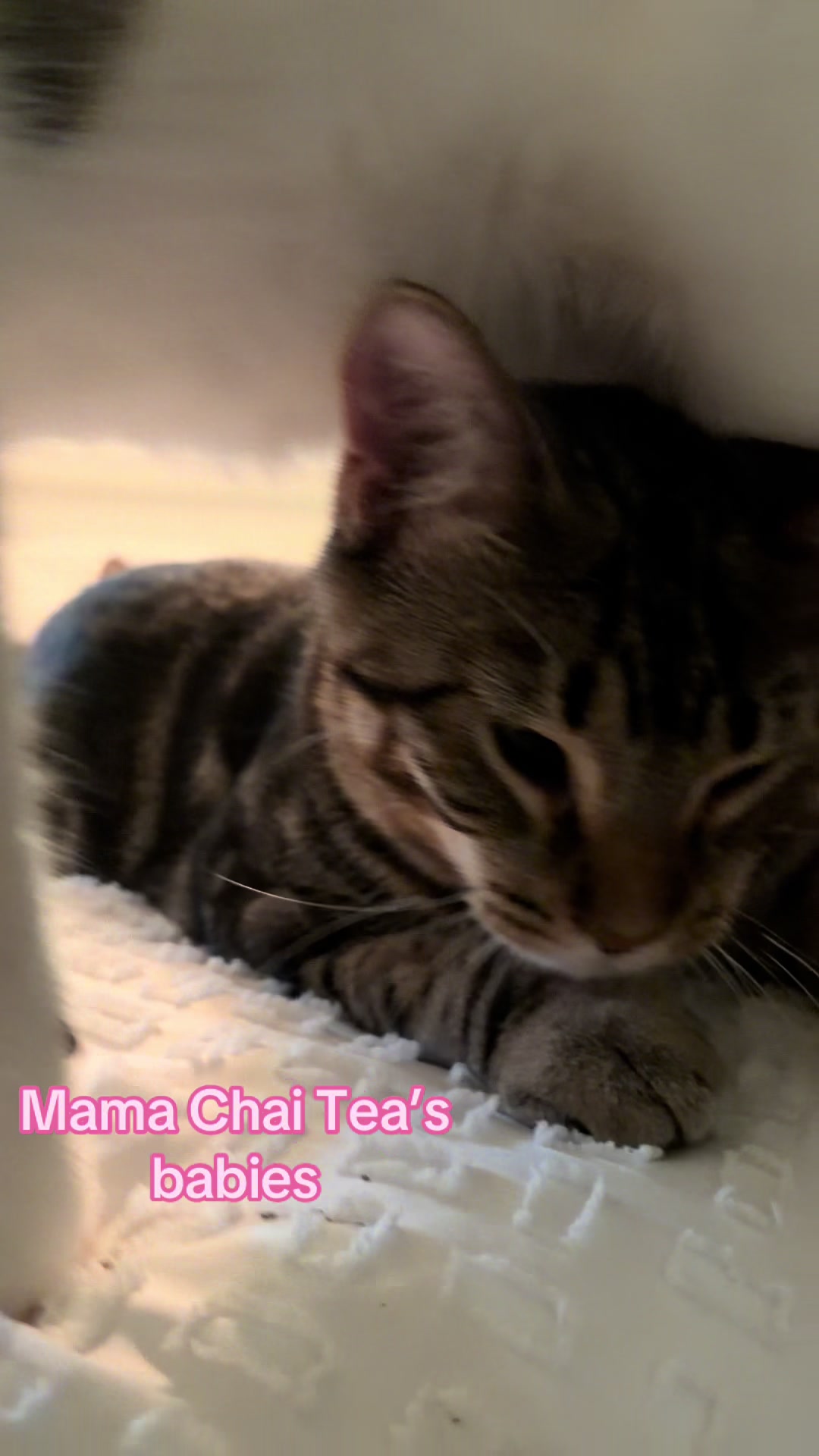@Kovu&rsquo;s Kitties