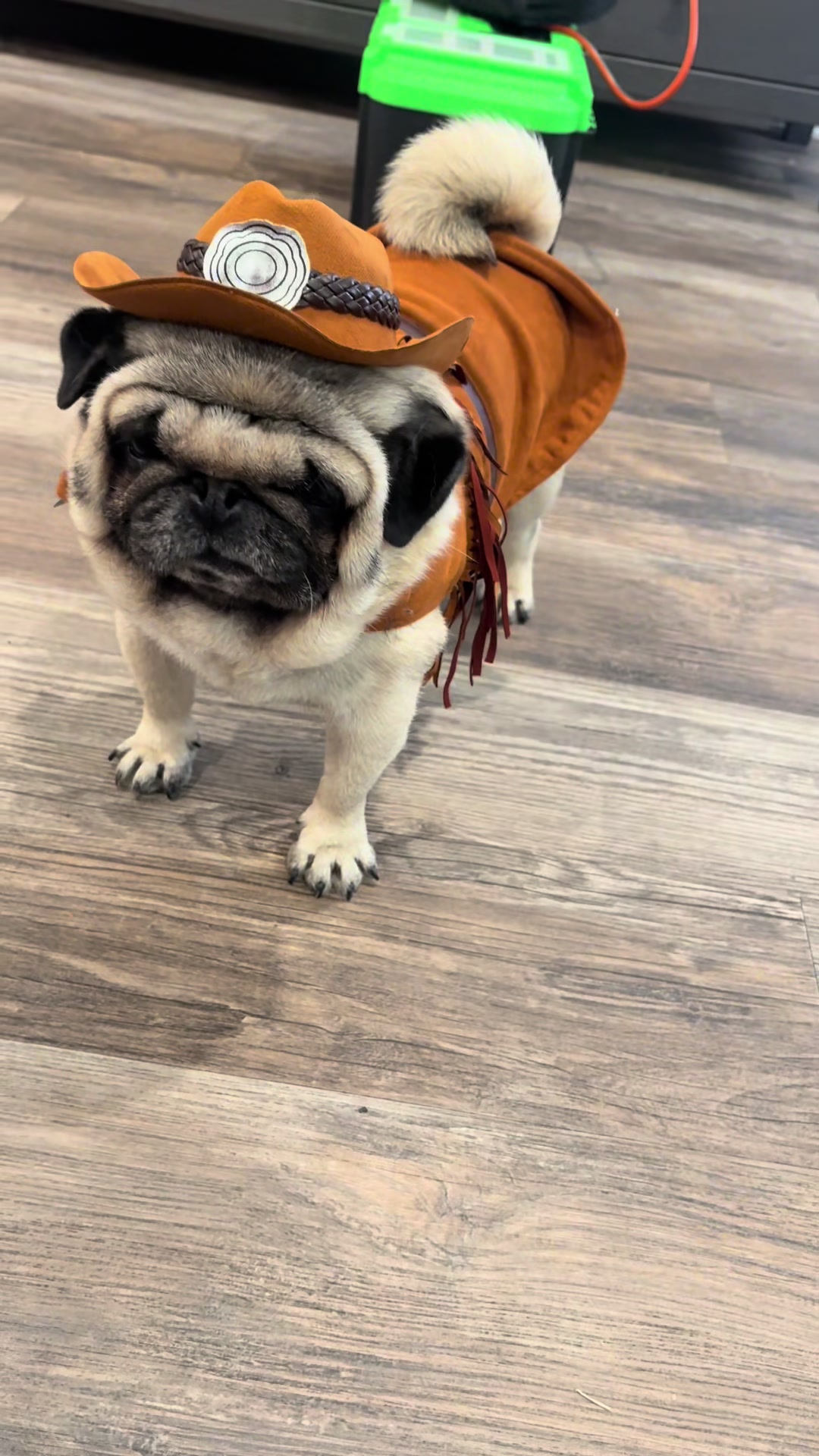 @Rocki the Pug ๐ถ