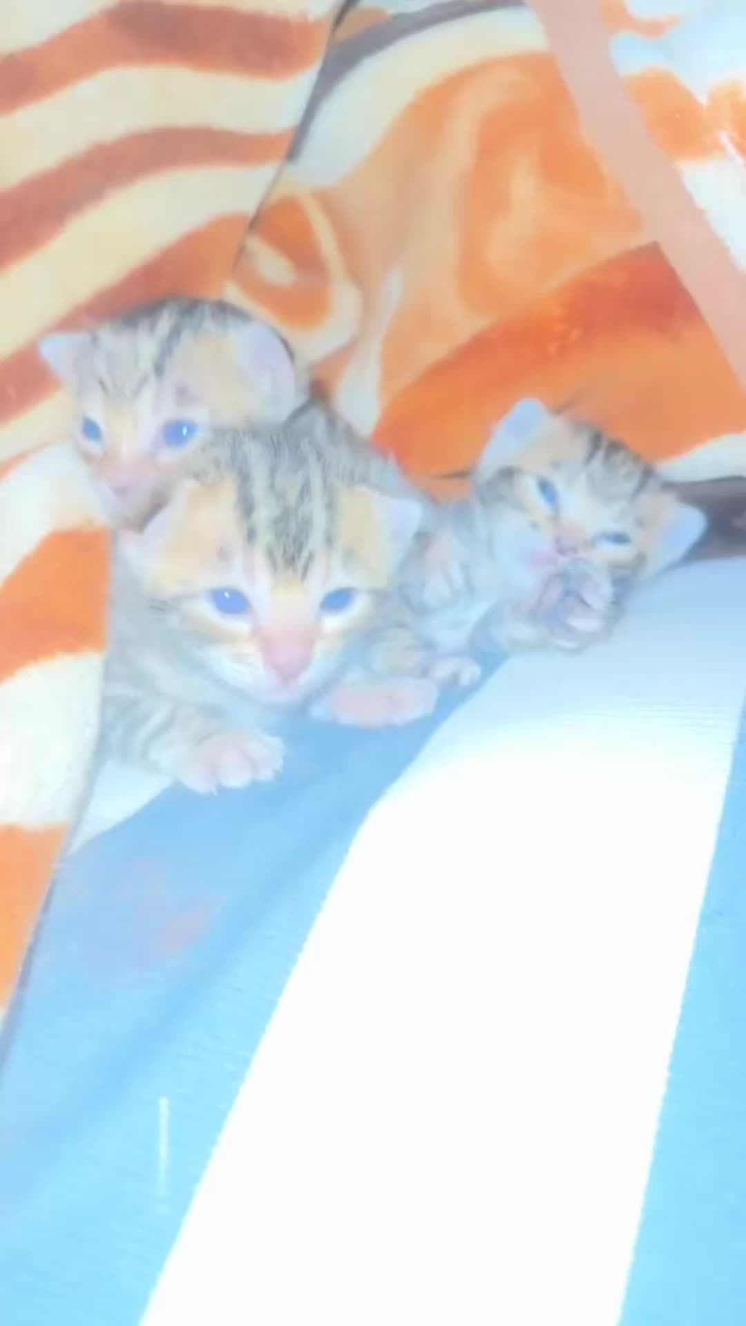 @Bengal Cats