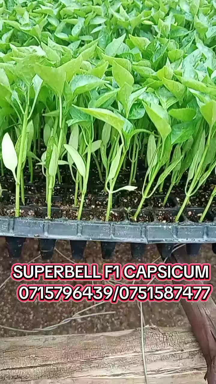 @wambuku thefarm empress