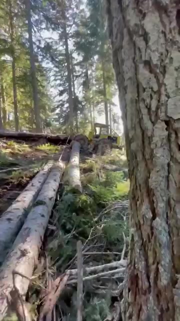 @🌲V.K🌲