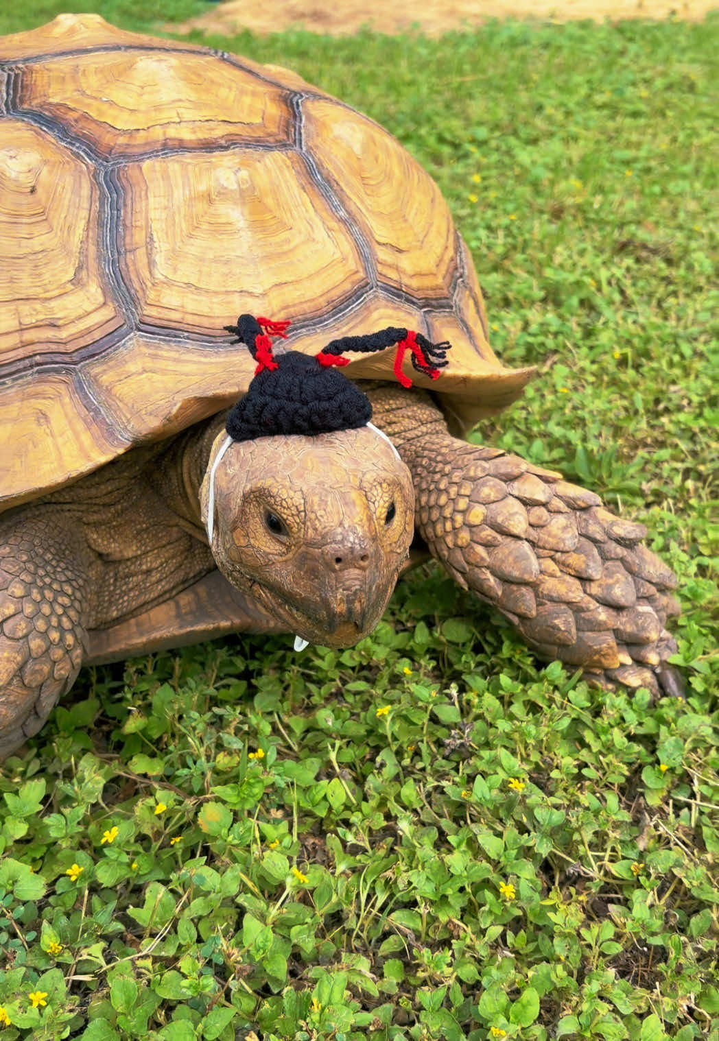 @OtisTheTortoise