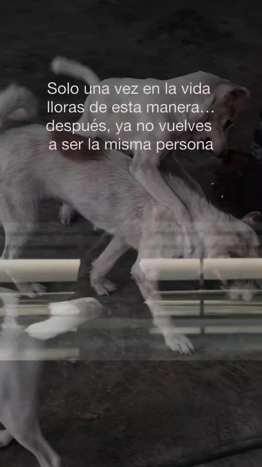 @yosymorales