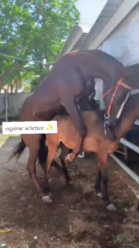 @Equine Cinematics