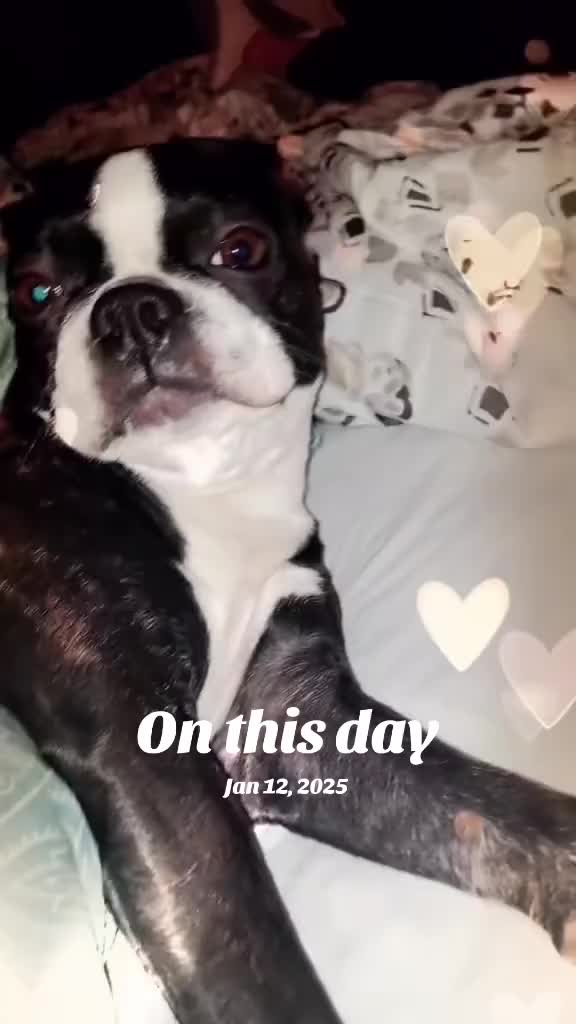 @Ruby the Boston Terrier-G7