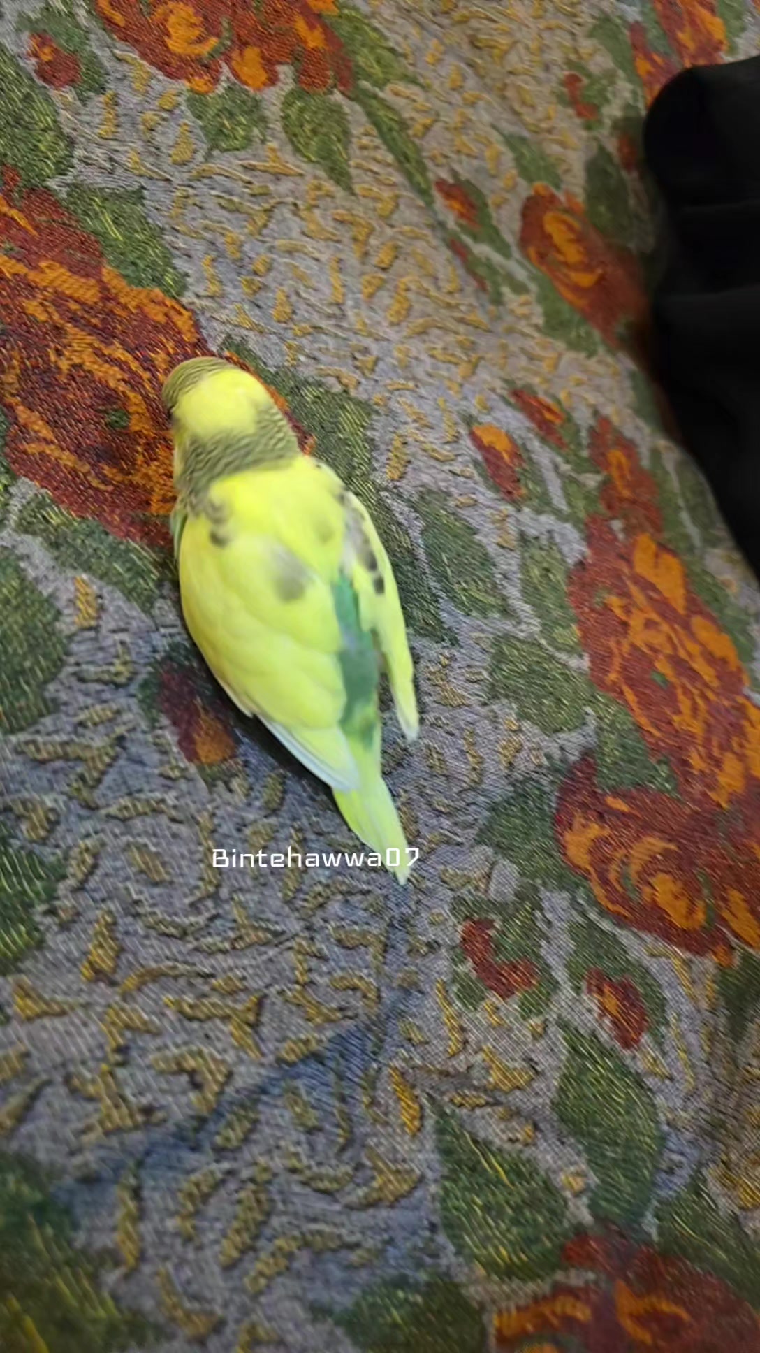 @꧁𝓑𝓲𝓷𝓽 𝓔 𝓗𝓪𝔀𝓪𝓪꧂