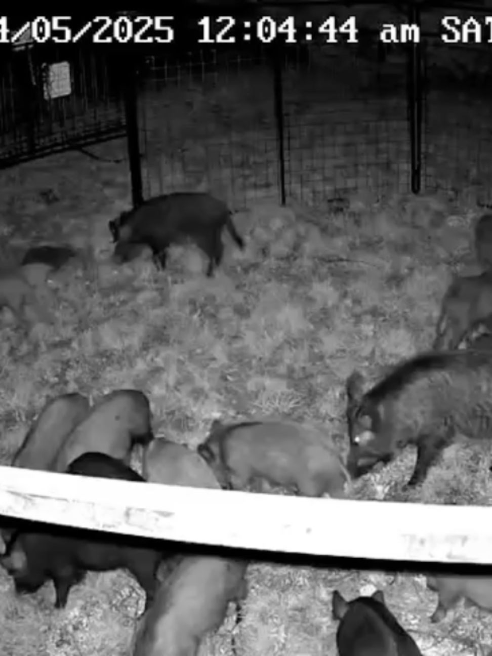 @Hog Brothers Custom Hog Traps