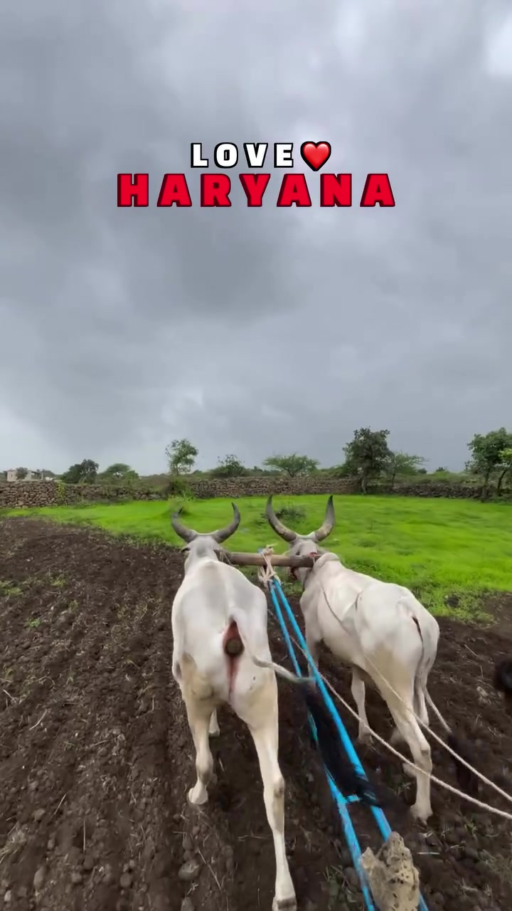 @𝐇𝐀𝐑𝐘𝐀𝐍𝐕𝐈_𝐋𝐘𝐑𝐈𝐂𝐒