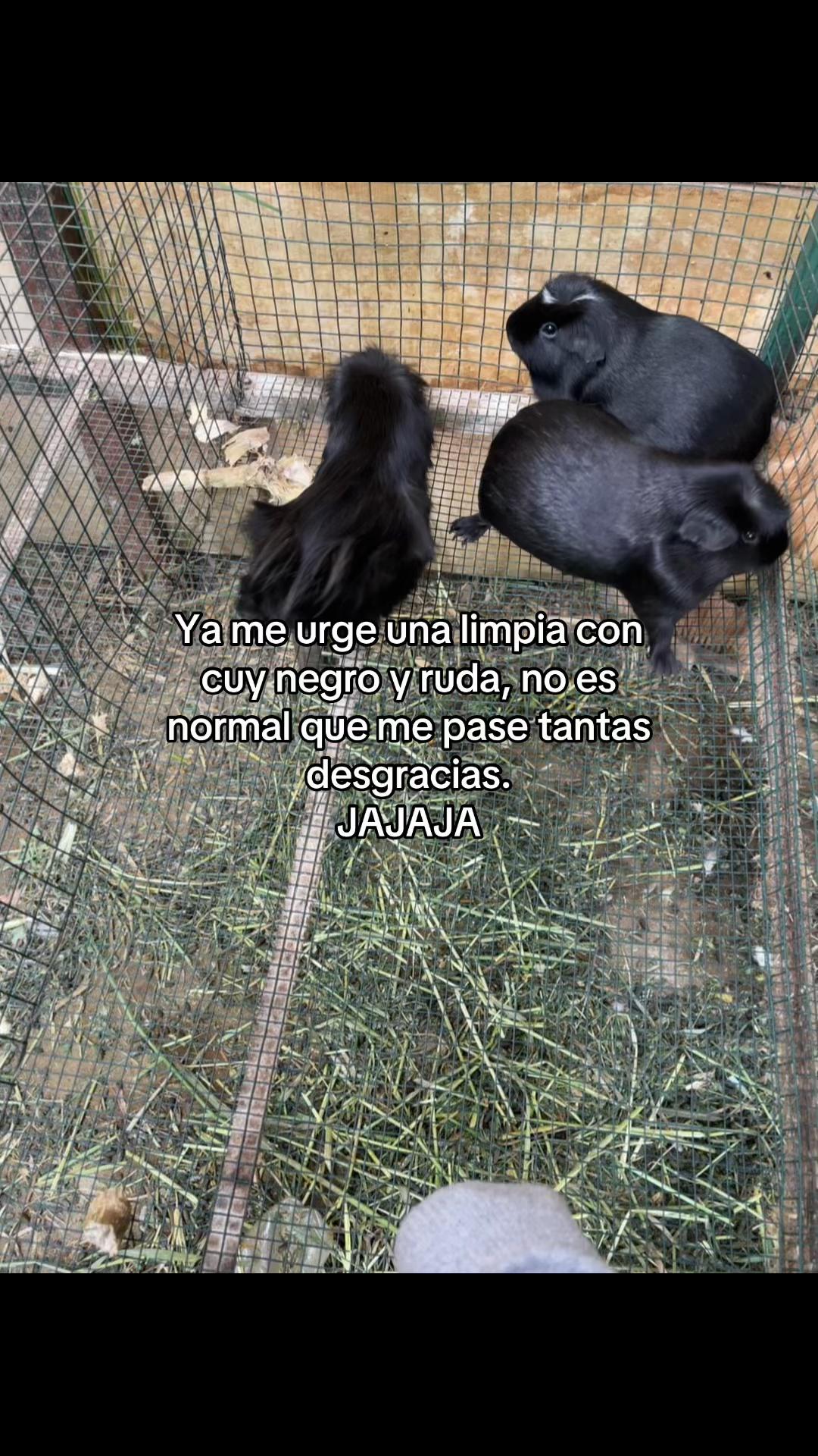 @QORI_WAYRA🤍