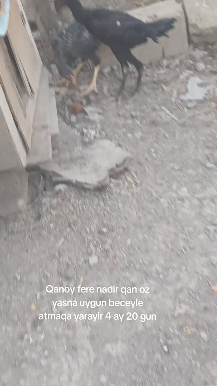 @HERATİ SATİŞİ