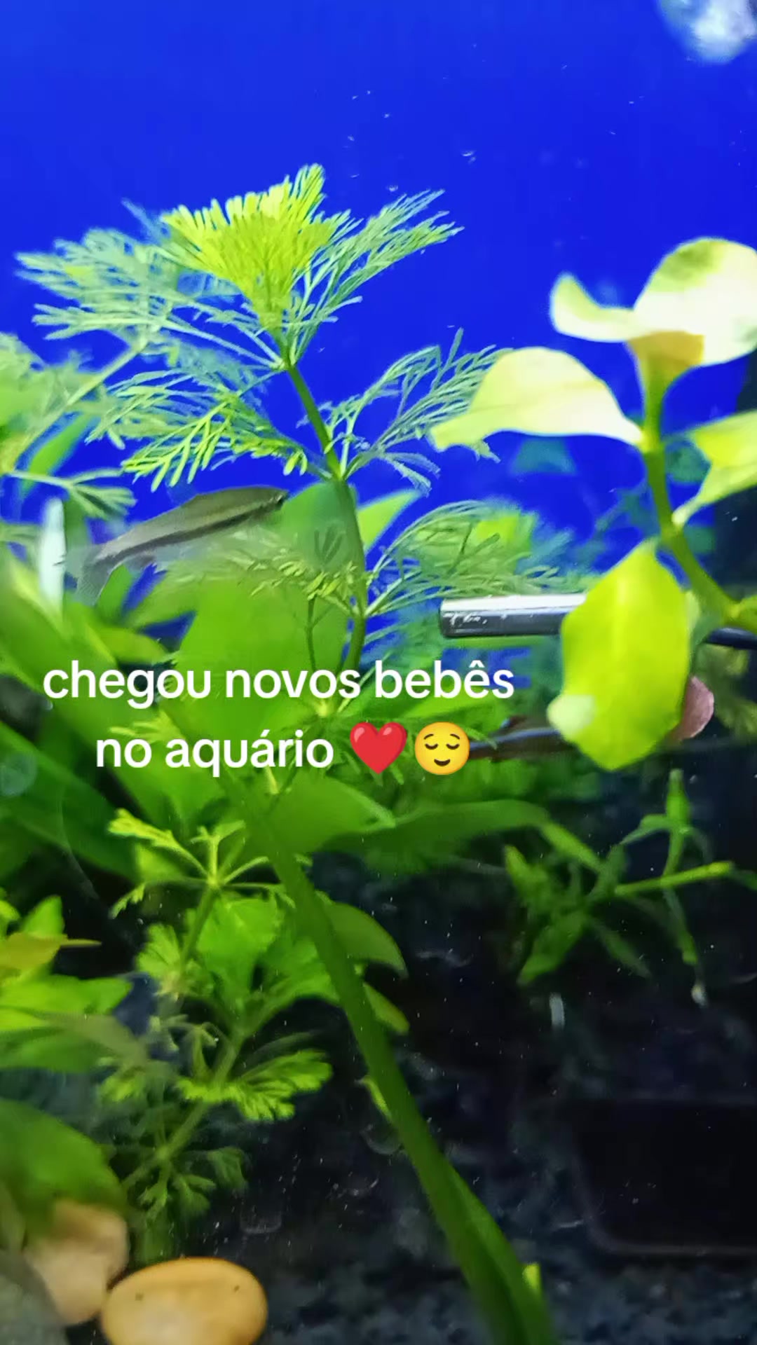 @Angela Maria