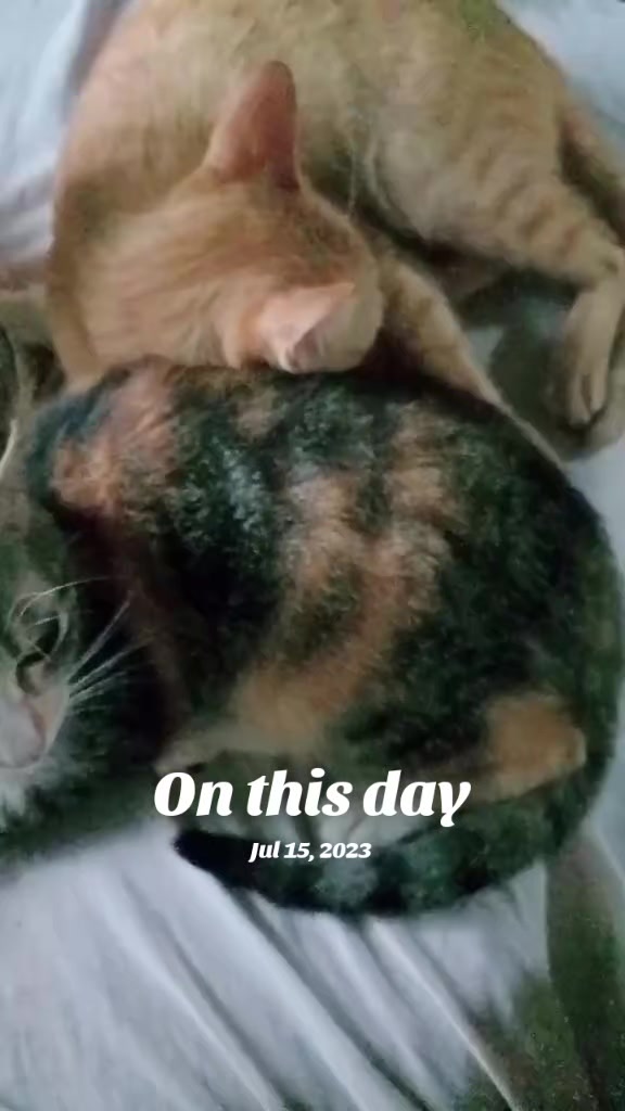 @ryler29🐱🎮🧶