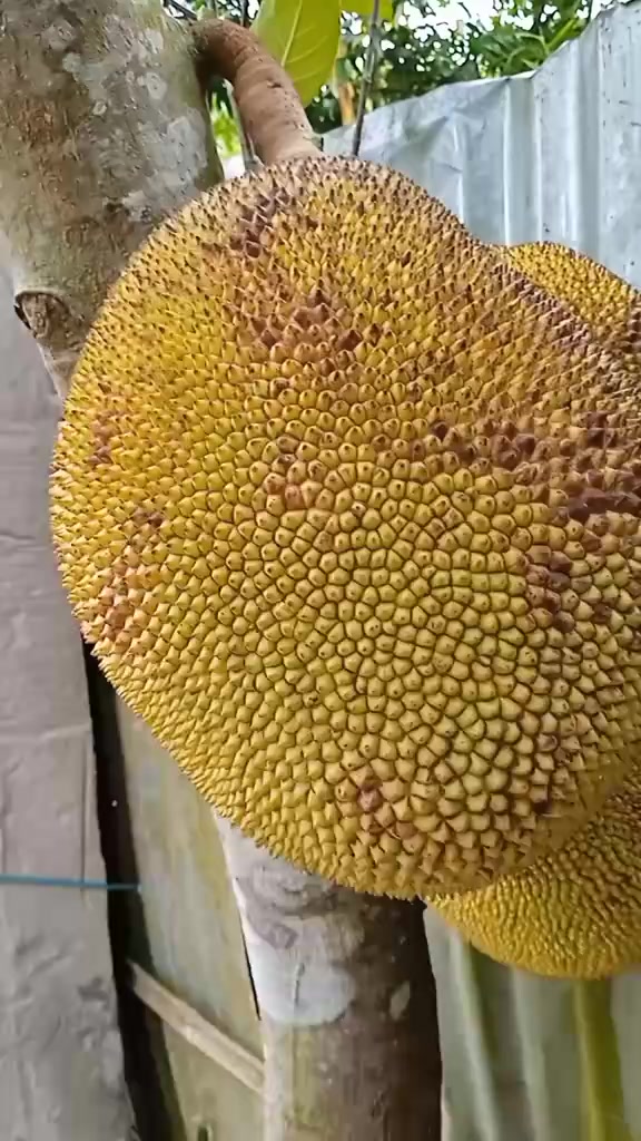 @হাছনা কাজী