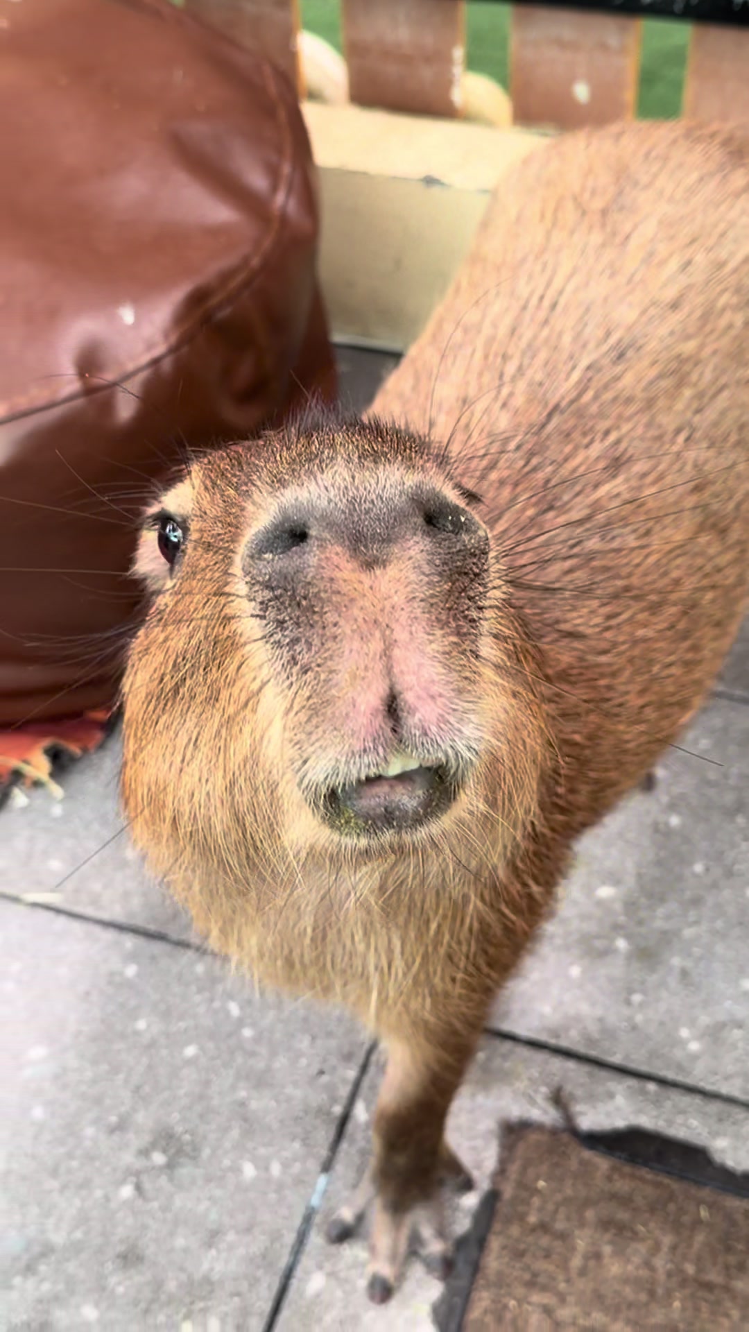@Adamna Capybara Cafe