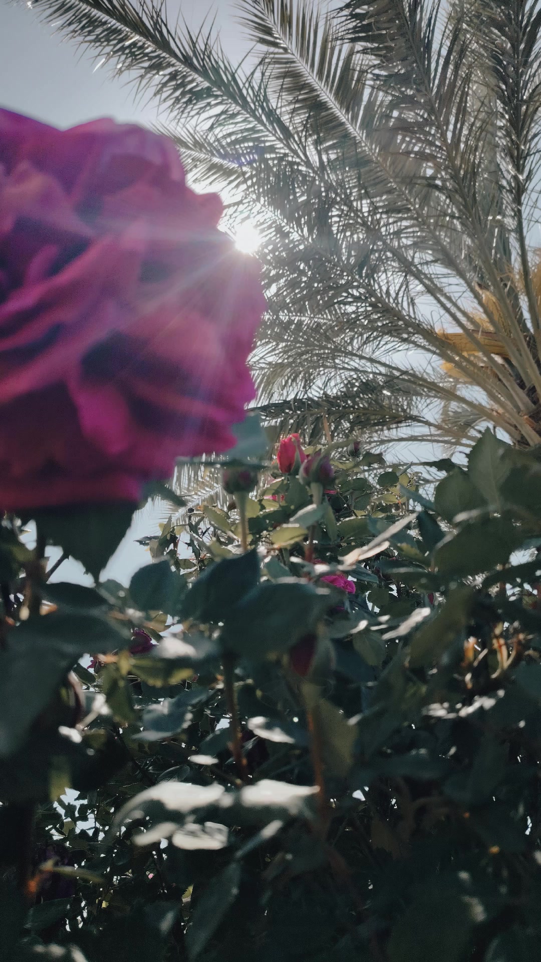 @عطور مكة