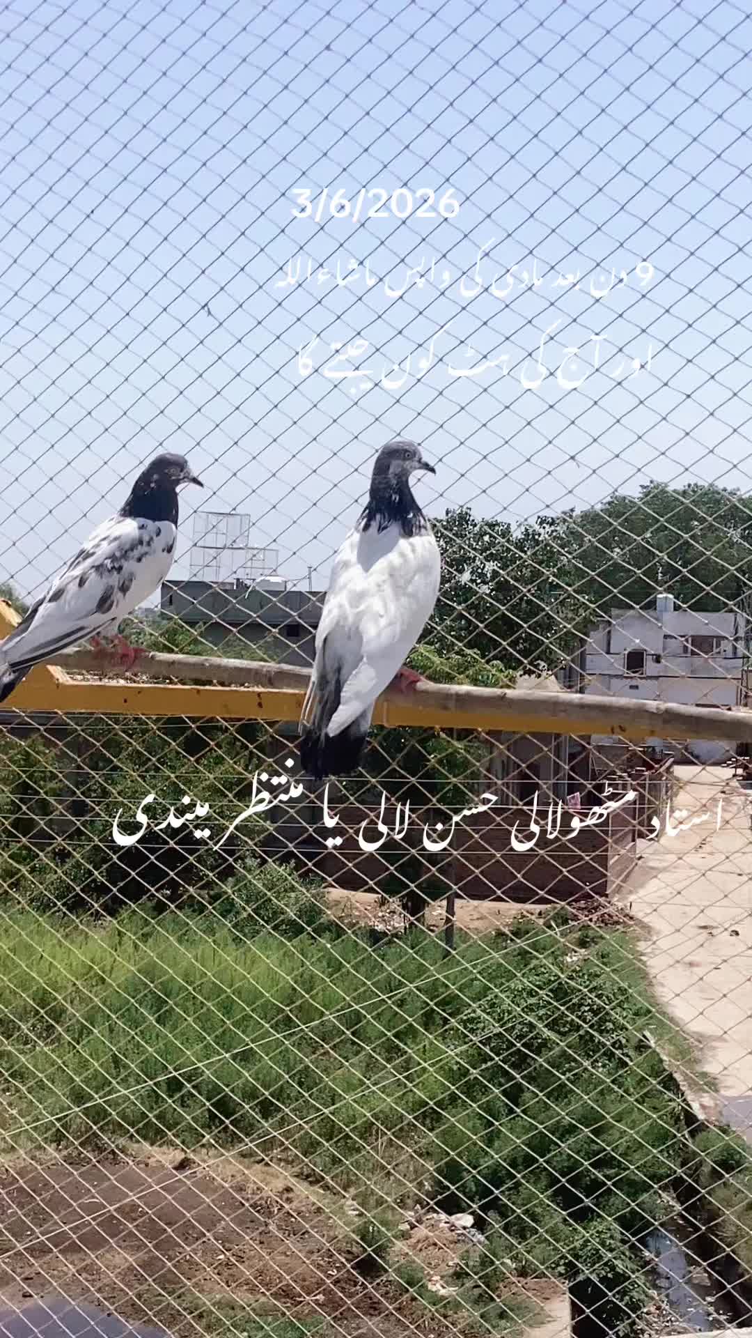 @hassnani68
