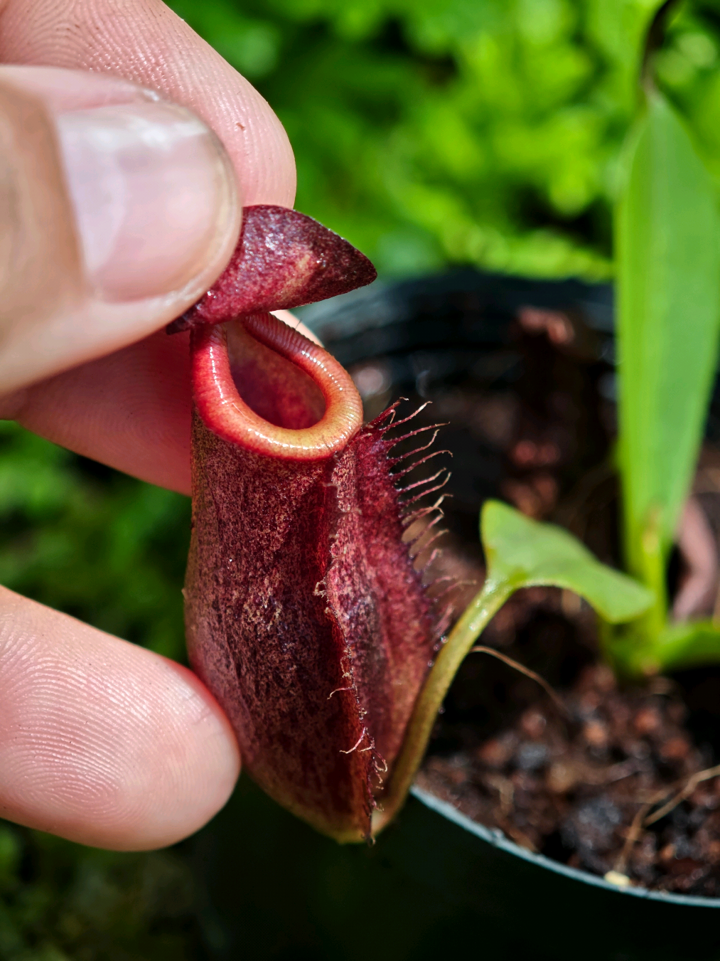 @GSp.Rayong Nepenthes
