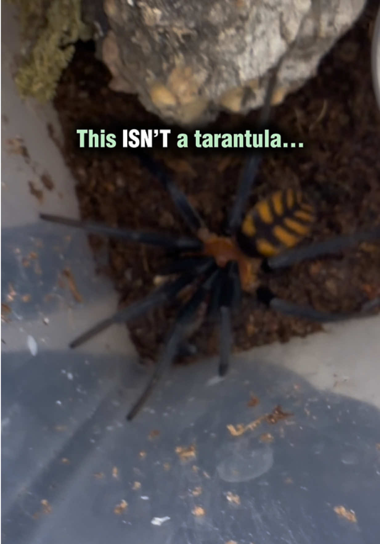@Spider Conservatory