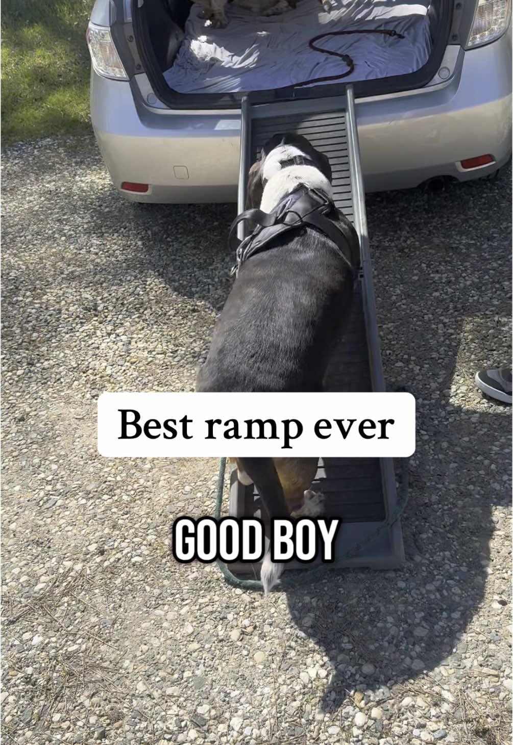 @Hudson & Rudy 🐾 Basset bros