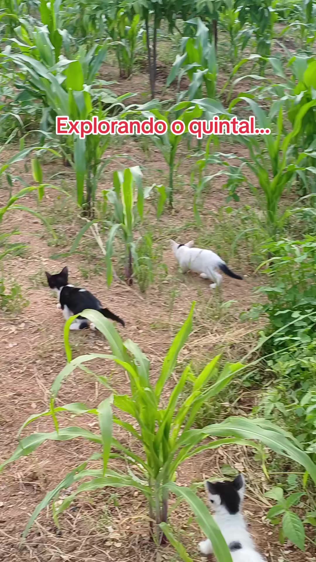 @Amante da natureza