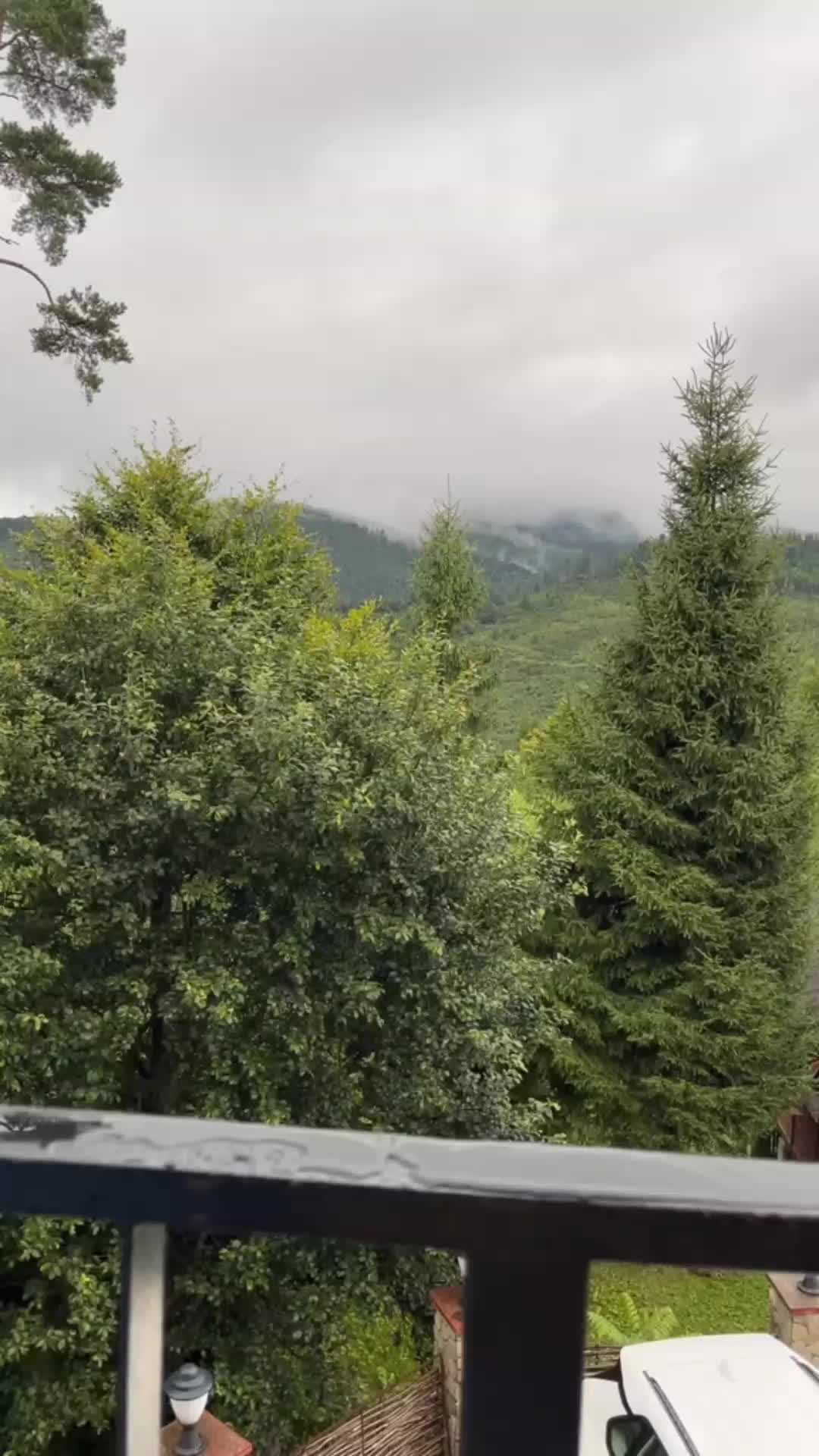 @Acrolog🦎🌱
