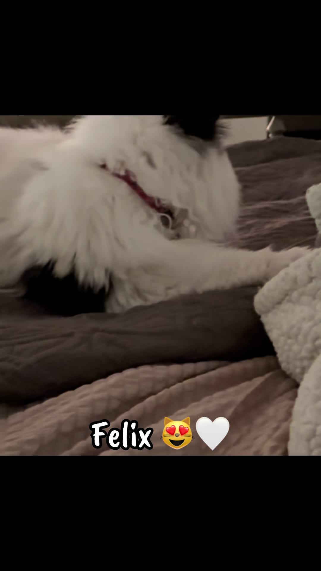 @Melissa’s9Lilfluffs