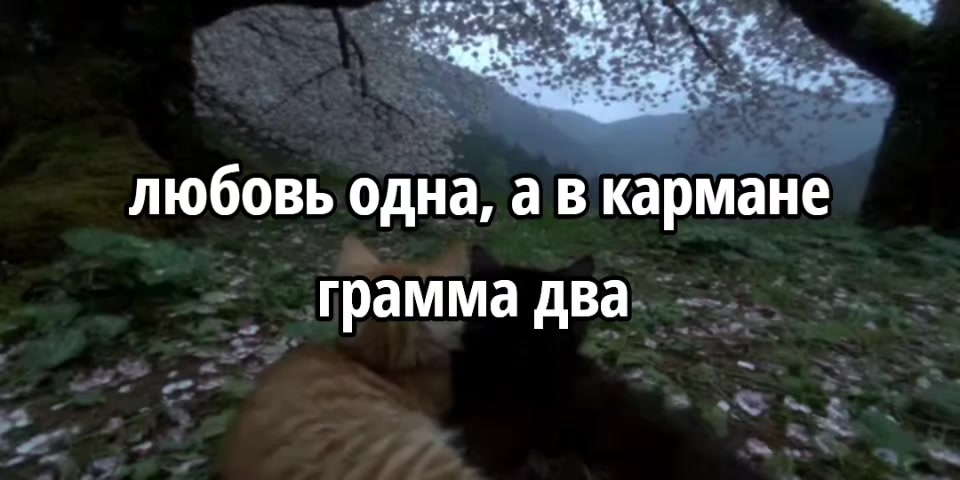 @Викус и чек