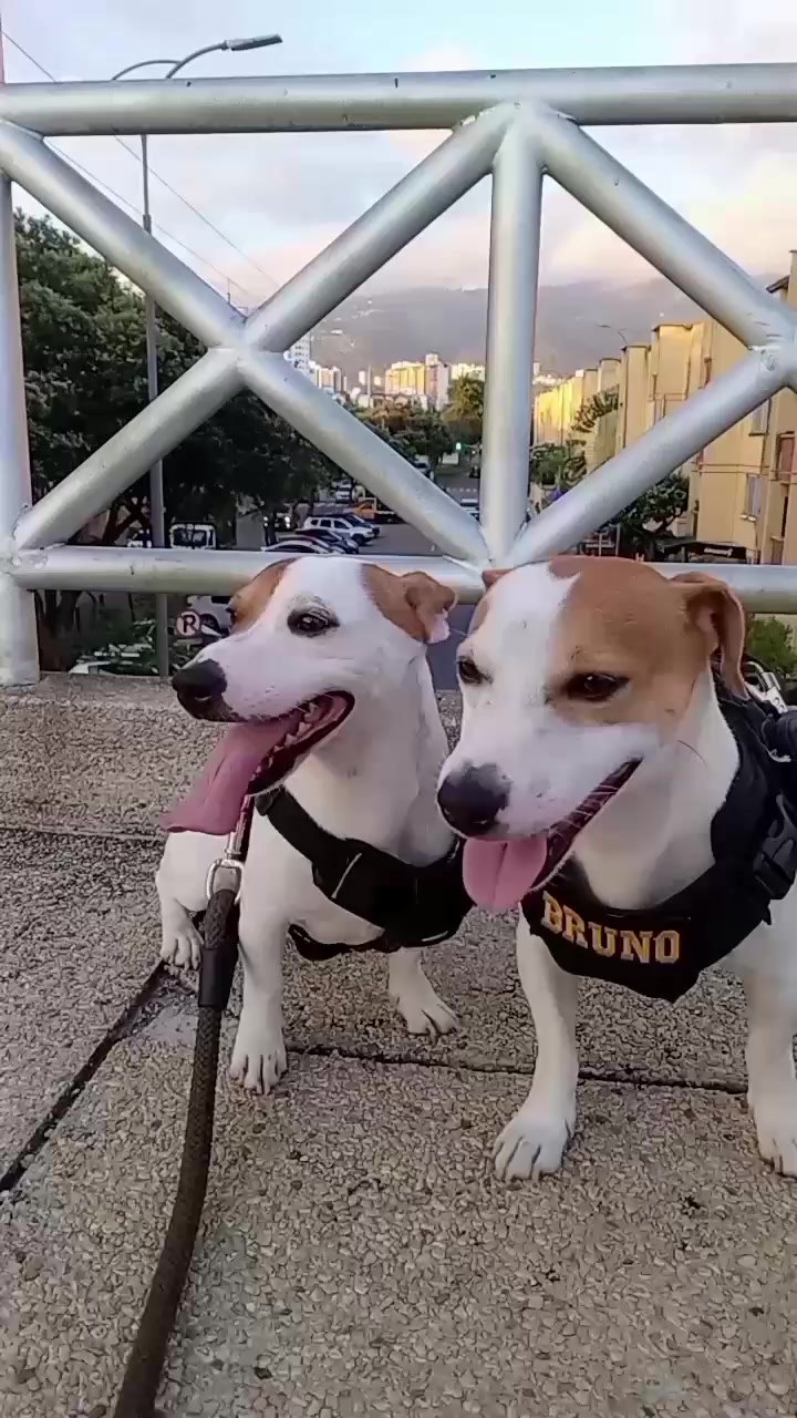 @BRUNO Y MAILO JACKRUSSEL