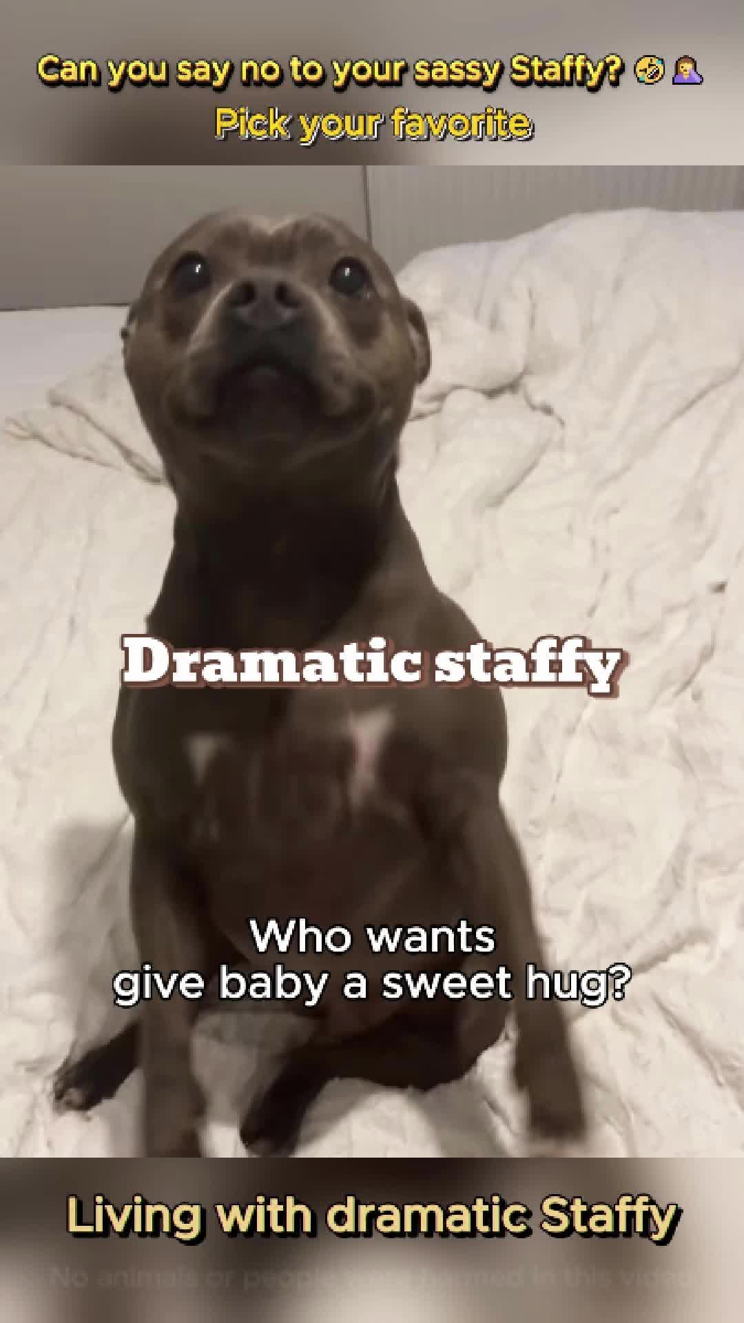 @pet.funny799