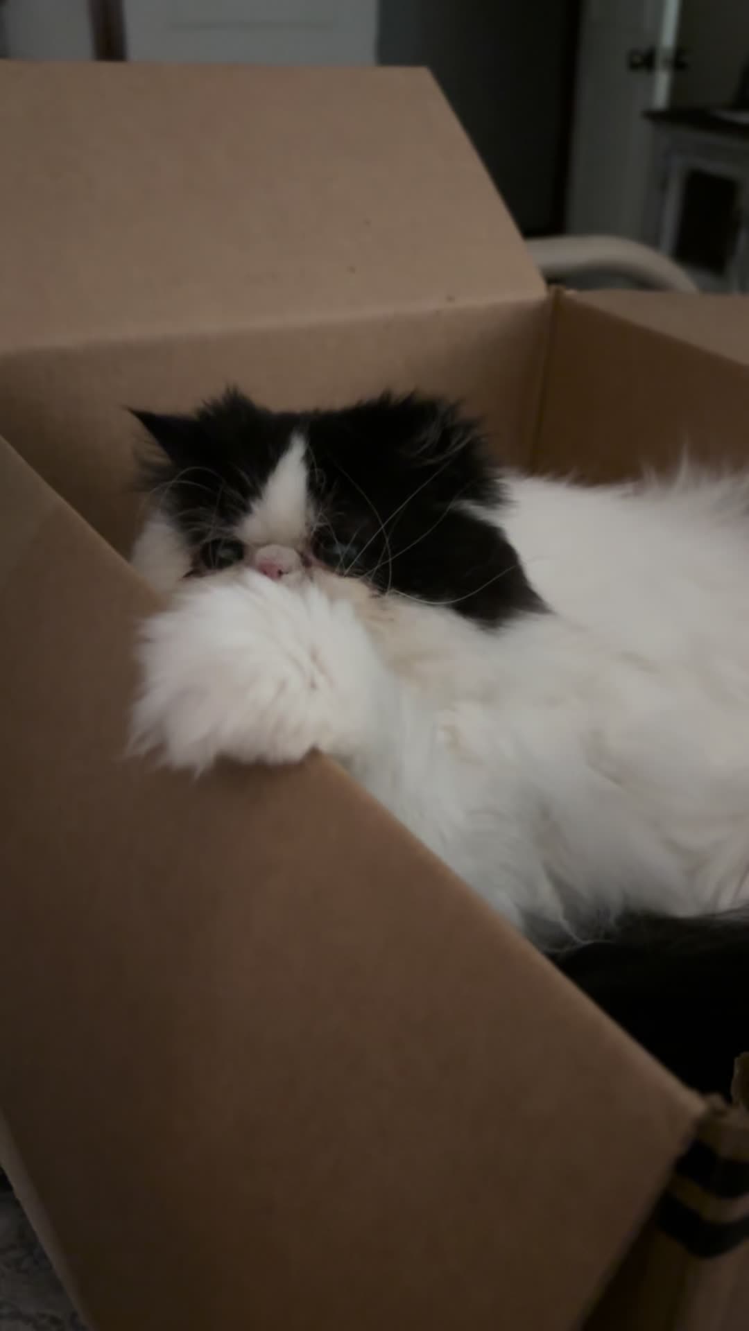 @Melissa’s9Lilfluffs
