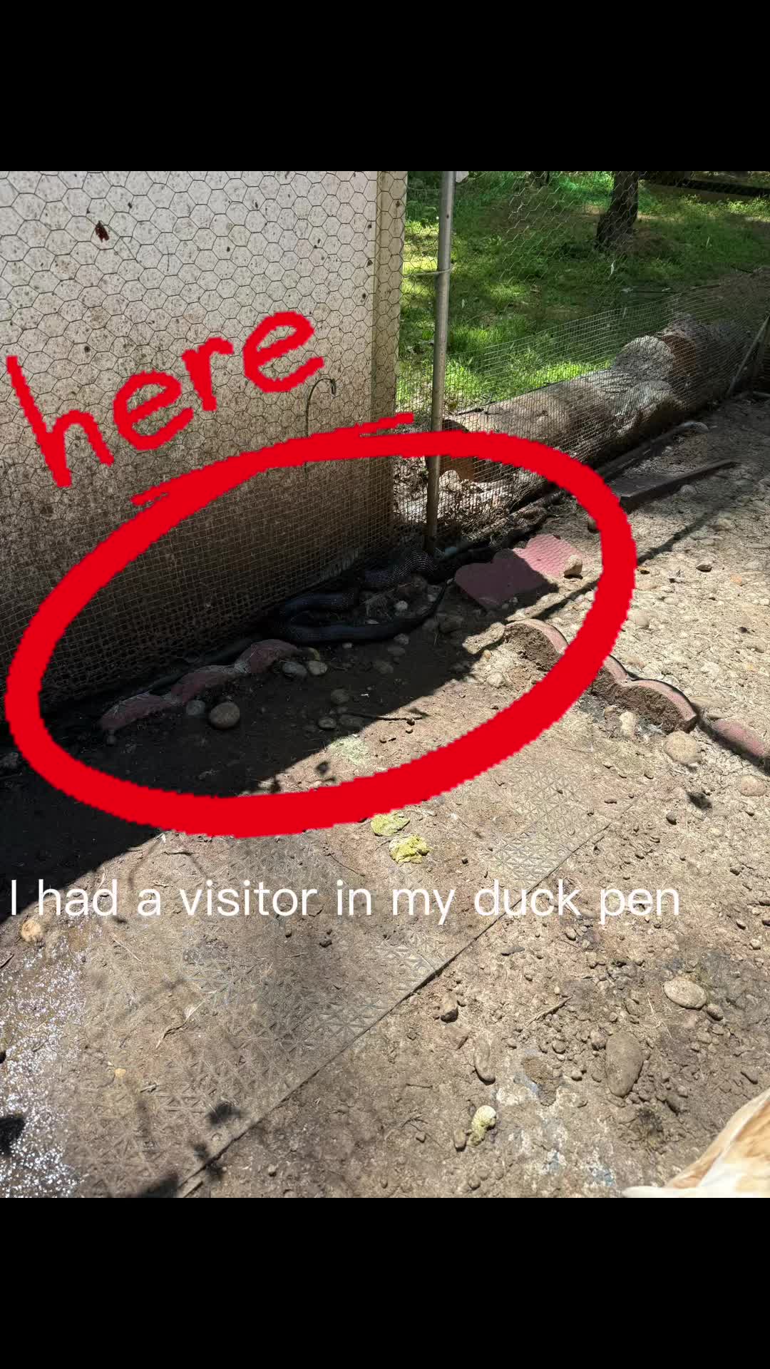 @✝️🌻🦆Mela’s Homestead🦆🌻🇵🇭