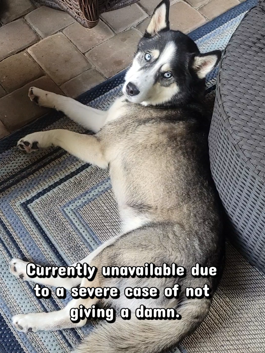 @the Hussey Husky