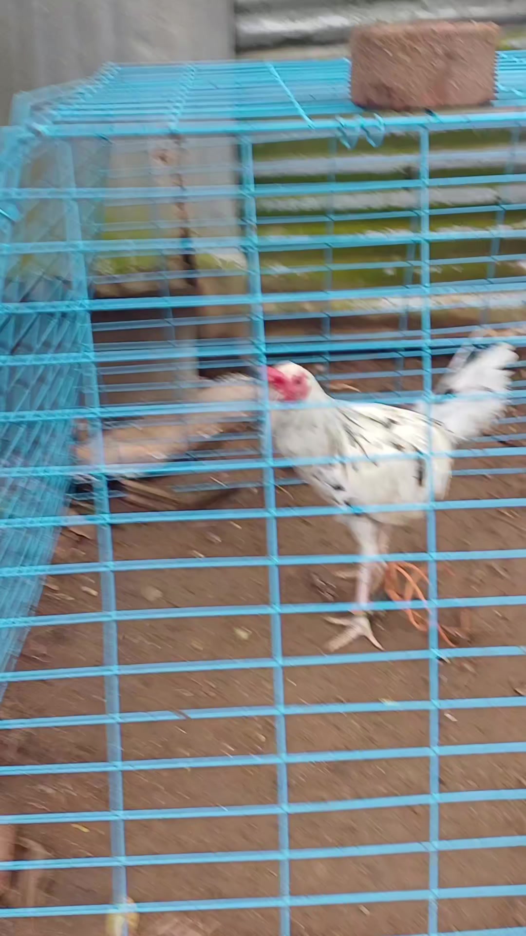 @6ix 2wo 1ne GameBirds