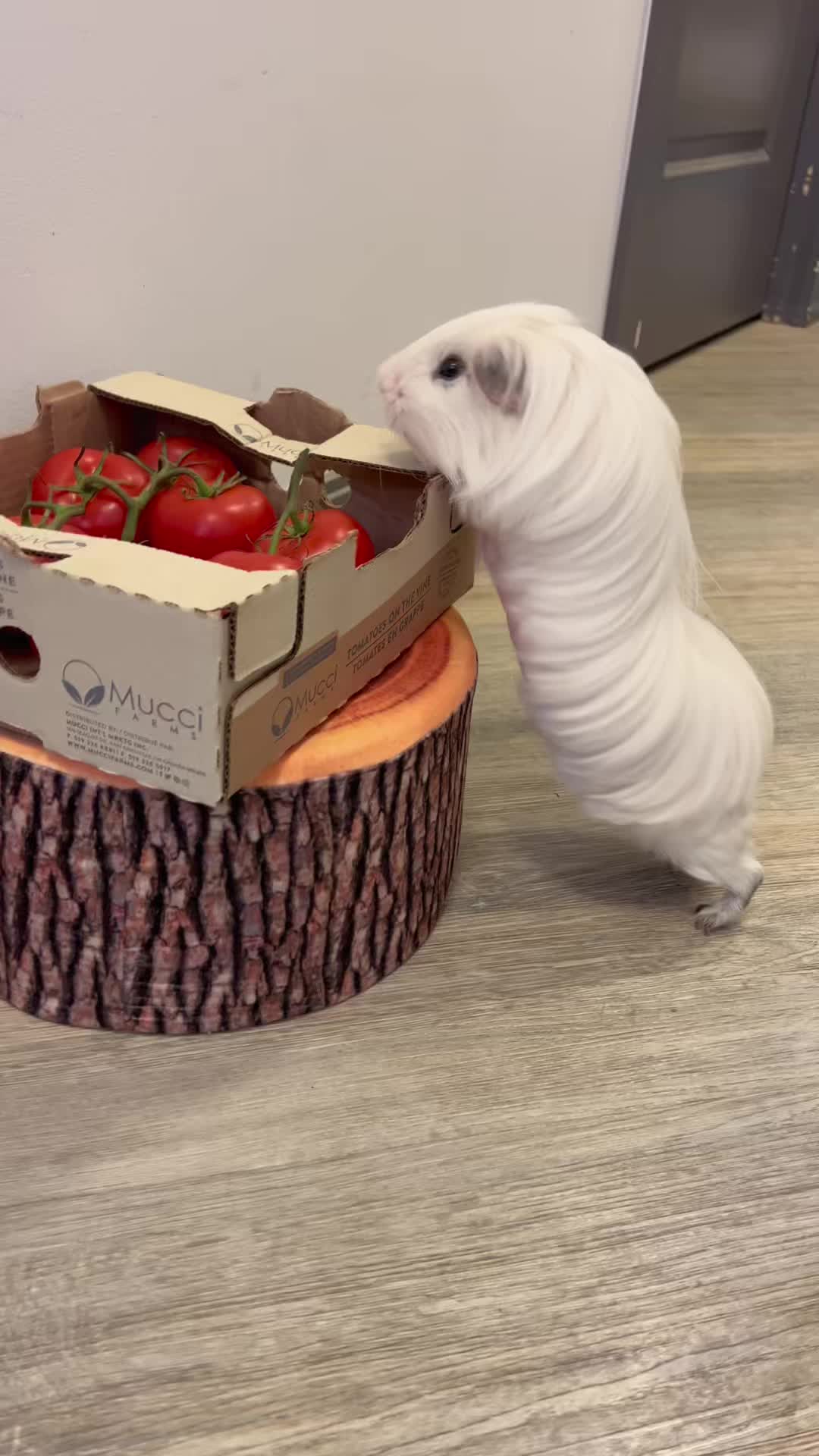 @pumpkin_panda_home