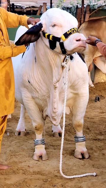 @Master Cattle Farm